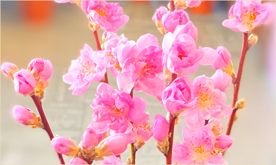 桃の花フラワーギフト